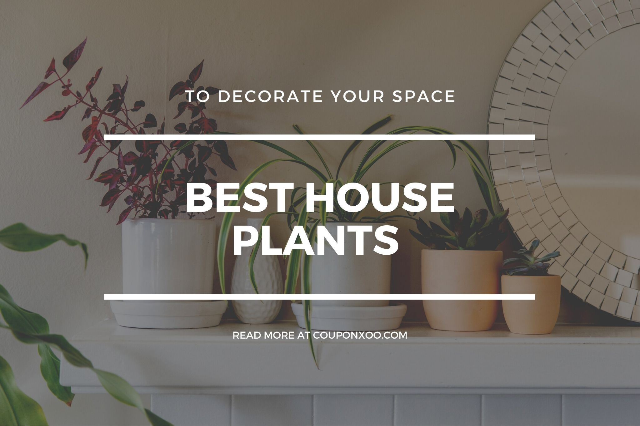9 Best House Plants To Decorate Your Space